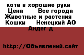 кота в хорошие руки › Цена ­ 0 - Все города Животные и растения » Кошки   . Ненецкий АО,Андег д.